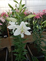 [3496 PO18 Celsa No01.JPG]